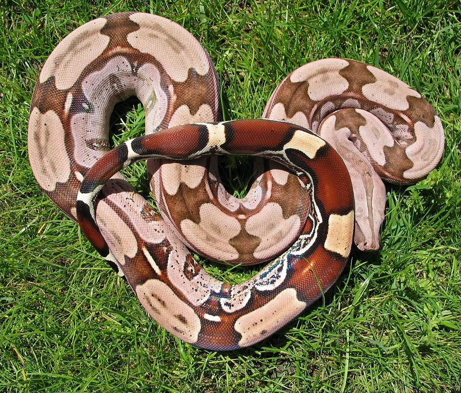 Boa constrictor for sale from the specialists H + E Stoeckl Boa